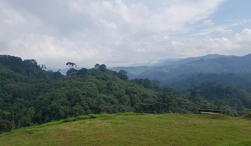 Gishwati-Mukura National Park, Rutsiro & Ngororero, Western Province, Rwanda
